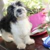 Havanese male  puppy AKC Adorable!