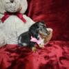 Dachshund Mini Pups Long and Short Coat