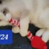 Male Ragdoll Kitten REDUCED PRICE $400