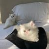 White Persian kittens