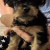 $800 REDUCED FROM $1200 DO NOT MISS THIS OPPORTUNITY 1 MALE YORKIE AVAILABLE TODAY!