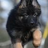 Beautiful Long Coat Germen Shepherds (show line) puppies