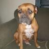 Female Boxer Puppy for sale