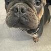 2yr old male frenchie stud