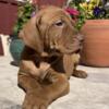 Vizsla Puppy Available Now