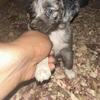 🐶 Adorable Puppies Looking for Their Forever Homes! 🐶