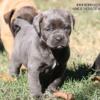 Blue Female Cane Corso