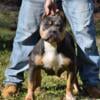 Beautiful trindle American bully female puppy available