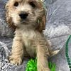 Cocker spaniel puppies