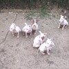 Red & white APBT puppies