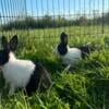 Purebred Dutch bunnies!