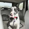 Great Dane blue harlequin 2yo