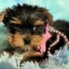 Tcup parti Yorkshire terrier