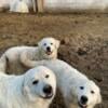 Two 6 month Female Old Great Pyrenees