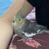 Cockatiel looking for a home $120