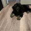 Havanese Male Puppy For Sale