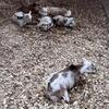 Nigerian Dwarf Kids Available