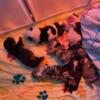 American Bully Puppies Looking for FurEver Home