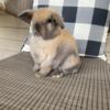 Baby Holland Lop Bunny Rabbit