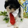 Beautiful Schnoodle Puppies for Sale!