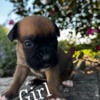 AKC Registered Boxer Puppies