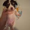 REGISTERED Chihuahuas, Mini Dachshunds and Chiweenies  in Fair Play, SC