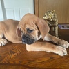 Pennsylvania Cane Corso Puppies for Sale