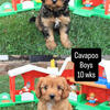Cavapoo boys ready!!