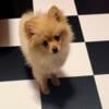 Adorable Pomeranian Female Puppy