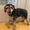 AKC (Phantom / Tri- Colored) Toy Poodle Male 1 year old $2,000