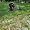 AKC Registered English Mastiff Puppies