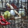 3 parakeets looking for new home