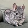 Angora Chinchillas