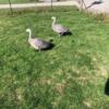 Zoo/exotic ducks and geese in Ohio