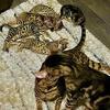 Bengal kittens SOLD