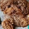 AKC/CKC Stud, Brown Toy Poodle 4.5 pounds