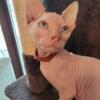 Sphynx Female kitten CFA registered Blaze Pt