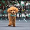 Toy Poodle Stud Service