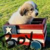 Livestock dog Full Great Pyrenees