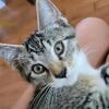 Male kitten