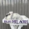 Pedigreed English Angora Rabbits