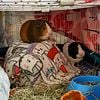 2 female Guinea pigs