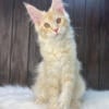 Female Maine coon kitten 