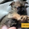 Chihuahua/shih Tzu puppies looking for laps!