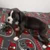 AKC BOXER BLACK & WHITE MALE PUPS