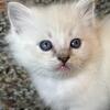 Ragdoll kittens 