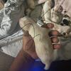 Beagles ready in 6 weeks