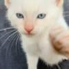 Flame Point Siamese kittens