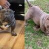 Micro male  bully pup 2x  sensei