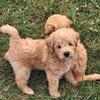 Small to Medium Goldendoodle Puppies - Ready August 1st
